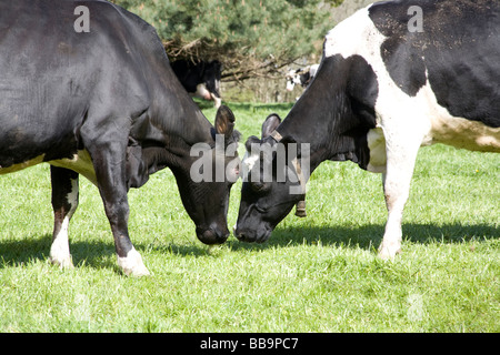 Le vacche il testa a testa in un campo della Cornovaglia, Cornwall, Regno Unito Foto Stock