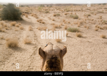 India Rajasthan Jaisalmer camel trek nelle dune di sabbia del Kanoi regione vicino al confine con il Pakistan Foto Stock