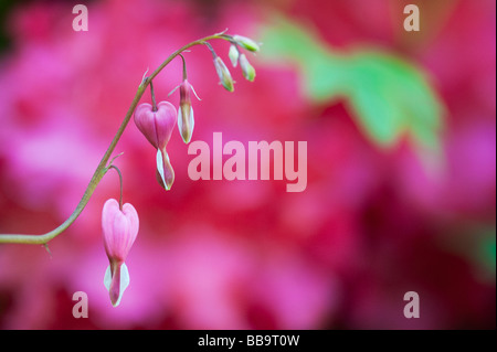 Lamprocapnos spectabilis. Cuore di spurgo fiori Foto Stock