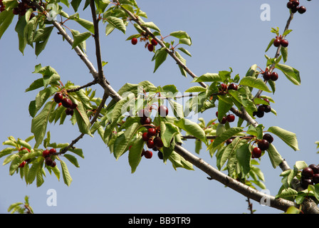 Ciliegie mature su albero, Vall de Gallinera, Marina Alta, Provincia di Alicante, Comunidad Valenciana, Spagna Foto Stock