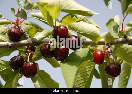 Ciliegie mature su albero, Vall de Gallinera, Marina Alta, Provincia di Alicante, Comunidad Valenciana, Spagna Foto Stock