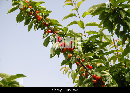 Ciliegie mature su albero, Vall de Gallinera, Marina Alta, Provincia di Alicante, Comunidad Valenciana, Spagna Foto Stock