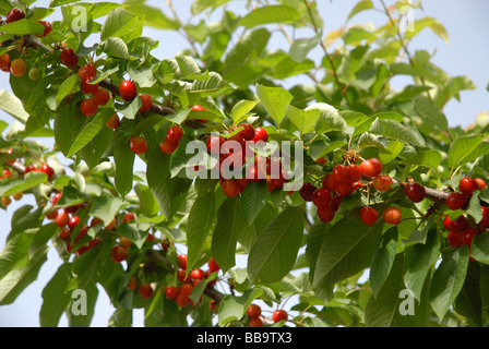 Ciliegie mature su albero, Vall de Gallinera, Marina Alta, Provincia di Alicante, Comunidad Valenciana, Spagna Foto Stock