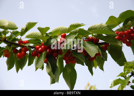 Ciliegie mature su albero, Vall de Gallinera, Marina Alta, Provincia di Alicante, Comunidad Valenciana, Spagna Foto Stock