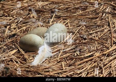 Uova di cigni nell'uovo insieme con una piuma bianca a Abbotsbury Swannery, Dorset, Inghilterra, Regno Unito Foto Stock