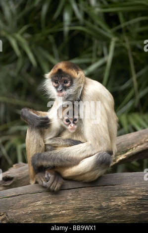 Spider monkey Ateles geoffroyi geoffroyi lo zoo di Auckland Auckland Isola del nord della Nuova Zelanda Foto Stock