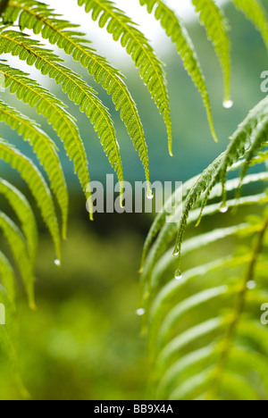 Gocce di rugiada sulla foglia di felce Foto Stock