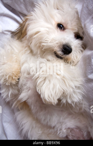 Adorabile cucciolo di cane Foto Stock