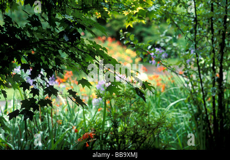 Dettaglio Giardino Sydney New South Wales AUSTRALIA Foto Stock