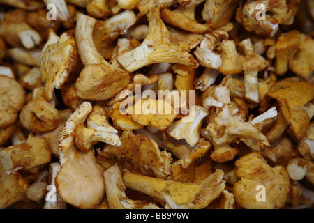 Appena raccolto Chanterelles-Eierscwammerl-Pfifferlinge Foto Stock