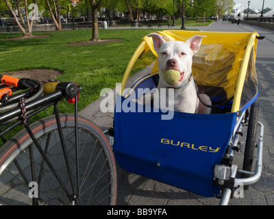 Accidentato, un bianco Pit Bull, con la sua palla nel suo nuovo rimorchio a Battery Park City. ©Stacy Rosenstock Walsh/Alamy Foto Stock