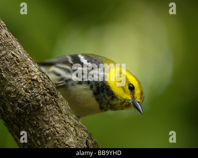 Nero verde Throated trillo (Dendroica virens) Foto Stock