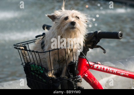New York NY 23 maggio 2009 piccolo cane in un cestino bici in Washington Square Park ©Stacy Rosenstock Walsh/Alamy Foto Stock