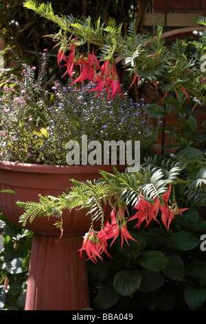 Ronzio vegetali uccello , il Sughero Legno albero,Sesban, Agasta,Sesbania grandiflora Desv Papilionaceae,fiori rossi a penzoloni Foto Stock