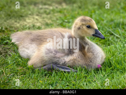 Canada Goose pulcino (Branta canadensis) Foto Stock