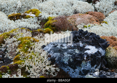 Spessi strati di muschio licheni e altre piante che copre il terreno del nord Isole Svalbard Foto Stock