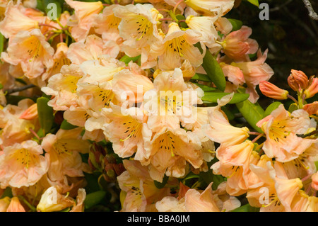 Rosa chiaro e giallo fioritura di rododendro arbusto Foto Stock