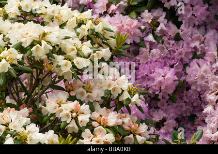 Bianco e Viola fioritura di arbusti di rododendro Foto Stock