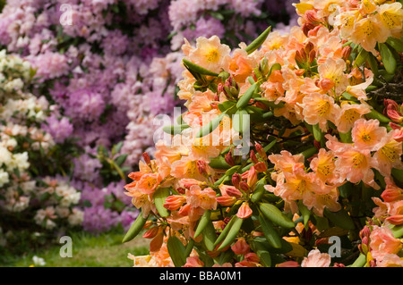 Rosa chiaro e giallo fioritura di rododendro arbusto Foto Stock