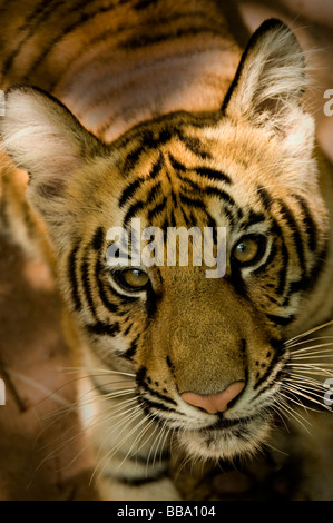 Tigre del Bengala Cub close up Foto Stock