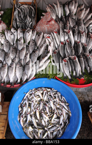 Istanbul Turchia pesce fresco in vendita al mercato del pesce in stallo a Karakoy nel Beyoglu distretto della città Foto Stock