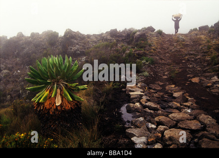 Lobelia pianta vicino alla via sulla strada per il Rifugio Kibo, Mt. Di Kilimanjaro. Un portiere e trasporta un carico sulla cima della sua testa è venuta nella nebbia di mattina. Foto Stock