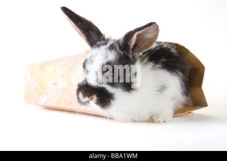 Avvistato bunny nella sacca isolata Foto Stock