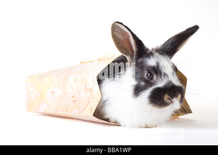 Avvistato bunny nella sacca isolata Foto Stock