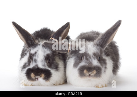 Due bunny con gli anelli di nozze isolato su bianco Foto Stock