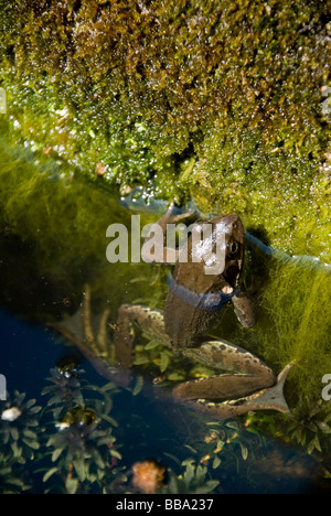 Immaturo Rana comune (Rana temporaria, c2yr old) dal laghetto in giardino Foto Stock