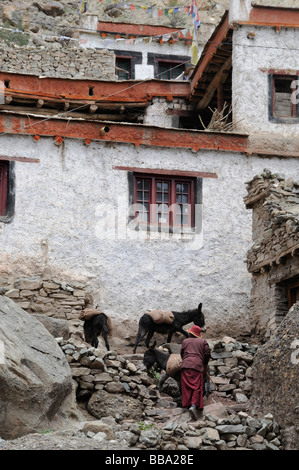 Monaco spingendo asino con la costruzione di sabbia nella parte superiore del monastero di Hemis in Ladakh, India Settentrionale, India, Himalaya Foto Stock