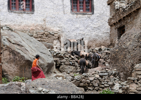 Monaco spingendo asino con la costruzione di sabbia nella parte superiore del monastero di Hemis in Ladakh, India Settentrionale, India, Himalaya Foto Stock