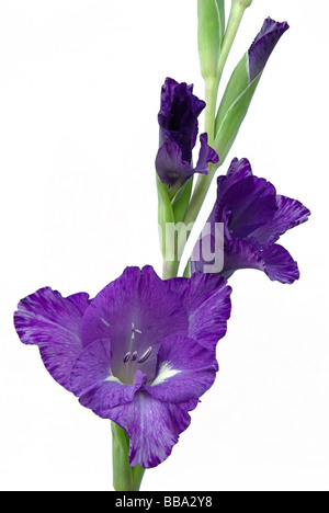 Gladiole gladiolus 01 Foto Stock