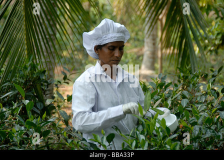 Raccolto di tè, i cingalesi donna, tè plucker, raccogliendo le foglie di tè per il tè bianco con guanti e forbici, Handunugoda piantagione di tè, Foto Stock