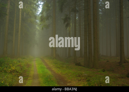 Im Wald Nebel foresta nella nebbia 21 Foto Stock