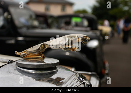 Classic Jaguar mascotte Foto Stock