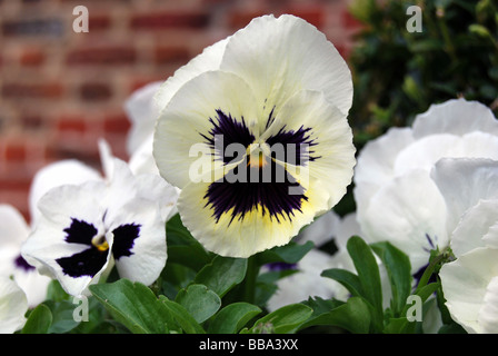 Pansy (Viola wittrockiana), bianco Foto Stock