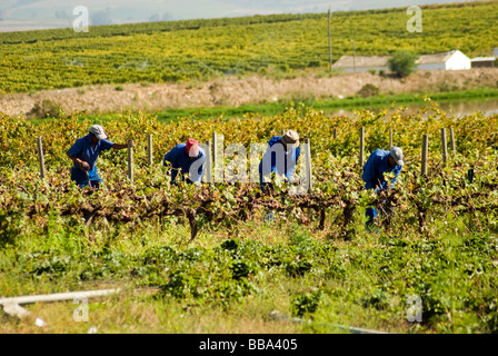 Vigneto lavoratori su un vino tenuta vicino a Stellenbosch nella Western Cape, Sud Africa. Foto Stock