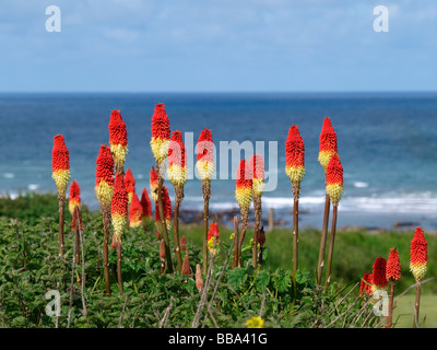 Red Hot Poker è nativo del Madagascar e Africa. È anche chiamato Kniphofia, torcia giglio e impianto di Poker Foto Stock