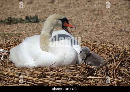 Un cigno nidificante sibila con cygnet a Abbotsbury Swannery, Dorset, Inghilterra, Regno Unito Foto Stock