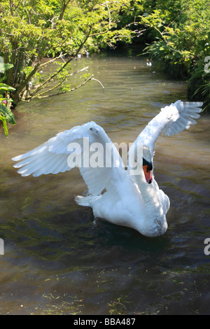 Swan lavaggio e flapping ali a Abbotsbury Swannery, Dorset, Inghilterra, Regno Unito Foto Stock