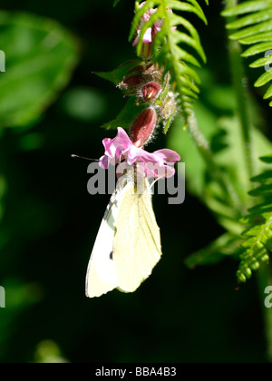 Cavolfiore grande farfalla bianca, Sarcococca Brassicae Foto Stock