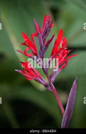 Aframomum zambesiacum, Zingiberaceae, tropicali West Africa. Aframomum semi sono utilizzati nel trattamento della disfunzione erettile maschile Foto Stock