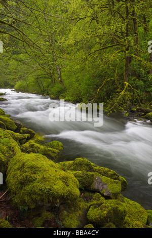 Tanner creek che scorre attraverso la foresta pluviale di primavera Wahclella falls trail in Columbia Gorge National Scenic Area, o Foto Stock