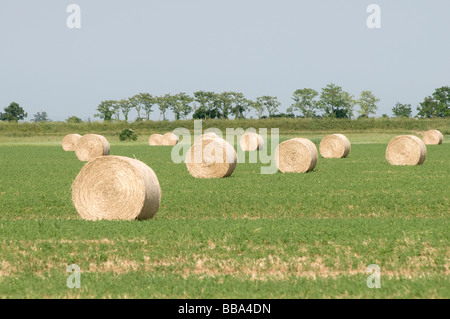 alcune balle di fieno in un campo Foto Stock