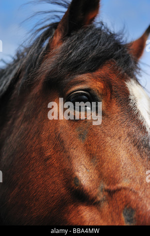 Ritratto di un bel cavallo marrone Foto Stock