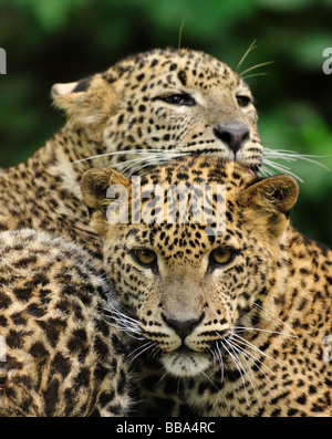 Sri Lanka Leopard Panthera pardus kotiya Foto Stock