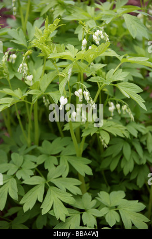 Venere, Auto spurgo Cuore, Dutchman's pantaloni o fiore a Lira, Dicentra spectabilis "Alba", Papaveraceae Foto Stock