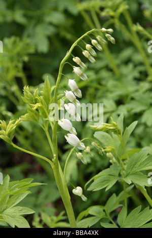 Venere, Auto spurgo Cuore, Dutchman's pantaloni o fiore a Lira, Dicentra spectabilis "Alba", Papaveraceae Foto Stock