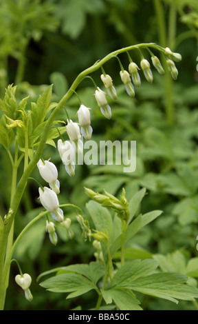 Venere, Auto spurgo Cuore, Dutchman's pantaloni o fiore a Lira, Dicentra spectabilis "Alba", Papaveraceae Foto Stock